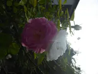 P1070484.webp