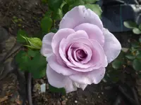 P1070488.webp