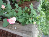P1070570.webp