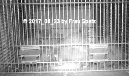 STC_0023.webp