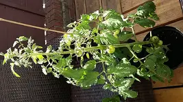 20170825_141606.webp