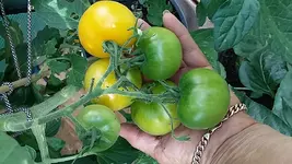 20170825_141534.webp
