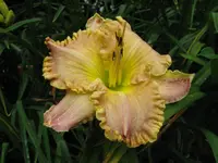 darla anita_1024x768.JPG
