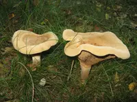 001_1024x768.webp