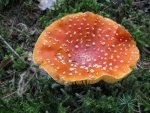 006_1024x768.JPG