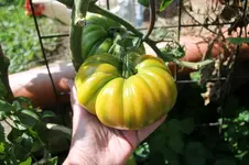 Tomate1.webp