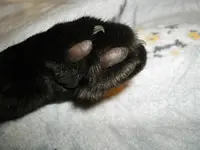 IMGP5238.webp