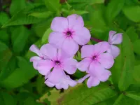 DSCI0658.webp