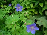 DSCI0655.webp