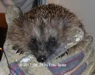 Igel Mama P1060962.webp