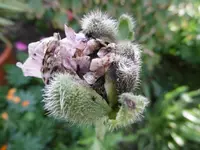 P1010795mohnknospe.webp