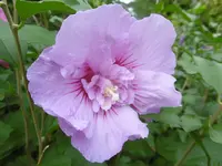 P1010798hibiskus.webp