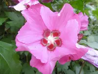 P1010797hibiskus.webp