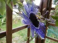 P1010805passi blüte.webp