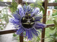 P1010804passi blüte.webp