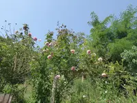 P1080101.webp