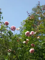 P1080104.webp