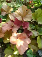 P1080100.webp