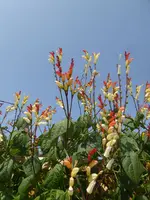P1080131.webp