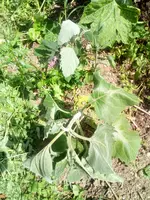IMG_20170826_142103[1].webp