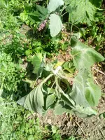 IMG_20170826_142114[1].webp