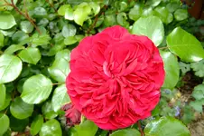 DSCF2767.webp