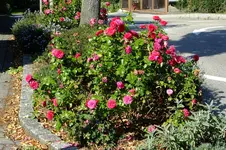 2016_091016septrosen0044.webp