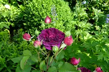 2016_06073april20160091.webp