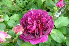 2016_06073april20160090.webp