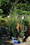 Neuzugänge für den Garten_700.JPG