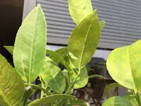 IMG-20170826-WA0002.webp