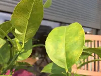 IMG-20170826-WA0003.webp