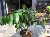 IMG-20170826-WA0001.webp