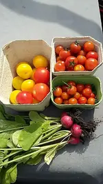 tomatenernte.webp