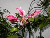 DSCN4587.webp