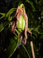 DSCN4591.webp