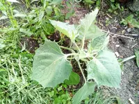 IMG_20170827_083256[1].webp