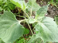 IMG_20170827_083306[1].webp