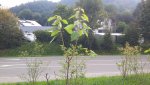 20170827_075736.jpg