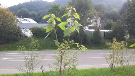 20170827_075736.webp
