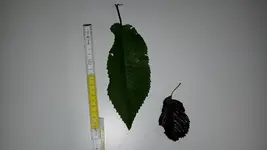 20170827_075916.webp