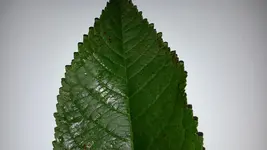20170827_080648.webp