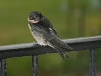 Schwalben0315.webp