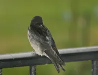 Schwalben0415.webp