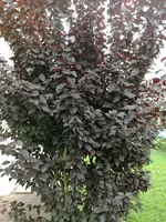 IMG_20170827_111829.jpg