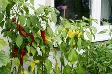Chilie0517.jpg