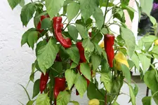Chilie0617.webp