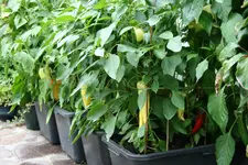 Paprika1417.jpg