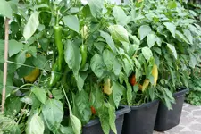 Paprika1617.jpg