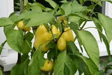 Paprika1517.jpg